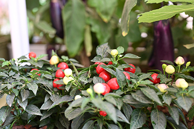 �격����-����Ʒ������