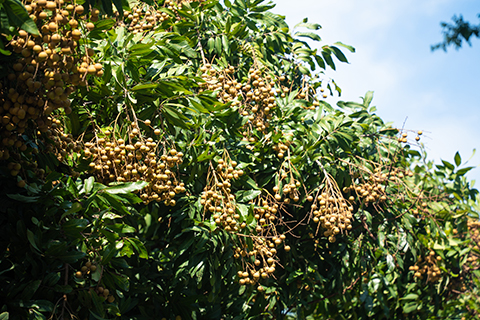 �격����-����Ʒ������