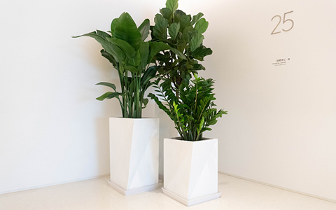 �̻������ô���ֵ��ר�������ػ�����ֲ�ﻨ��