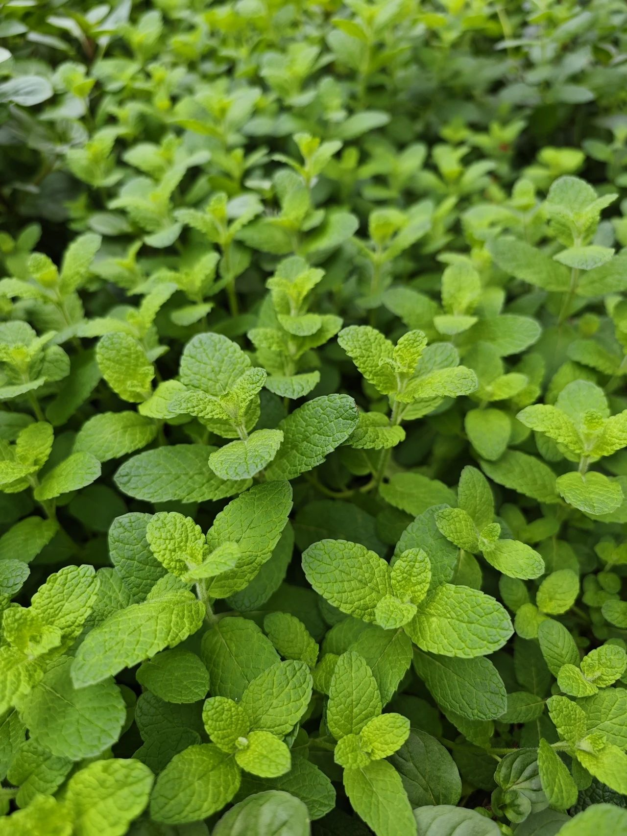 �격����-����Ʒ������